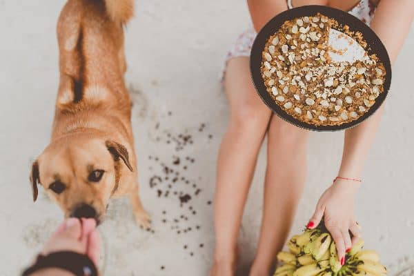 A woman eating a pie with almonds near her dog.