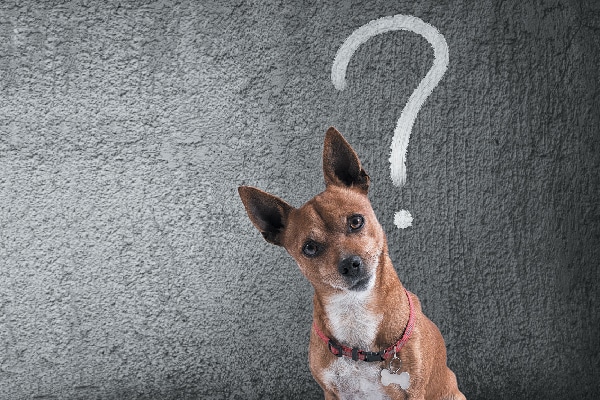 Un chien confus avec un point d'interrogation au-dessus de sa tête.