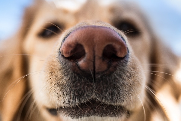 dog nose