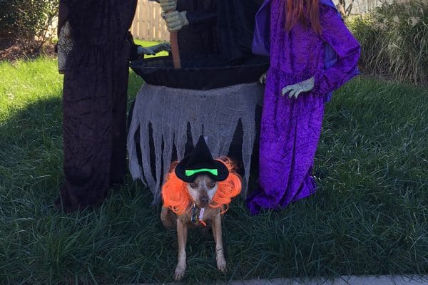 Miniature Pinscher mixed-breed dog Justice dresses up as a witch for Halloween.