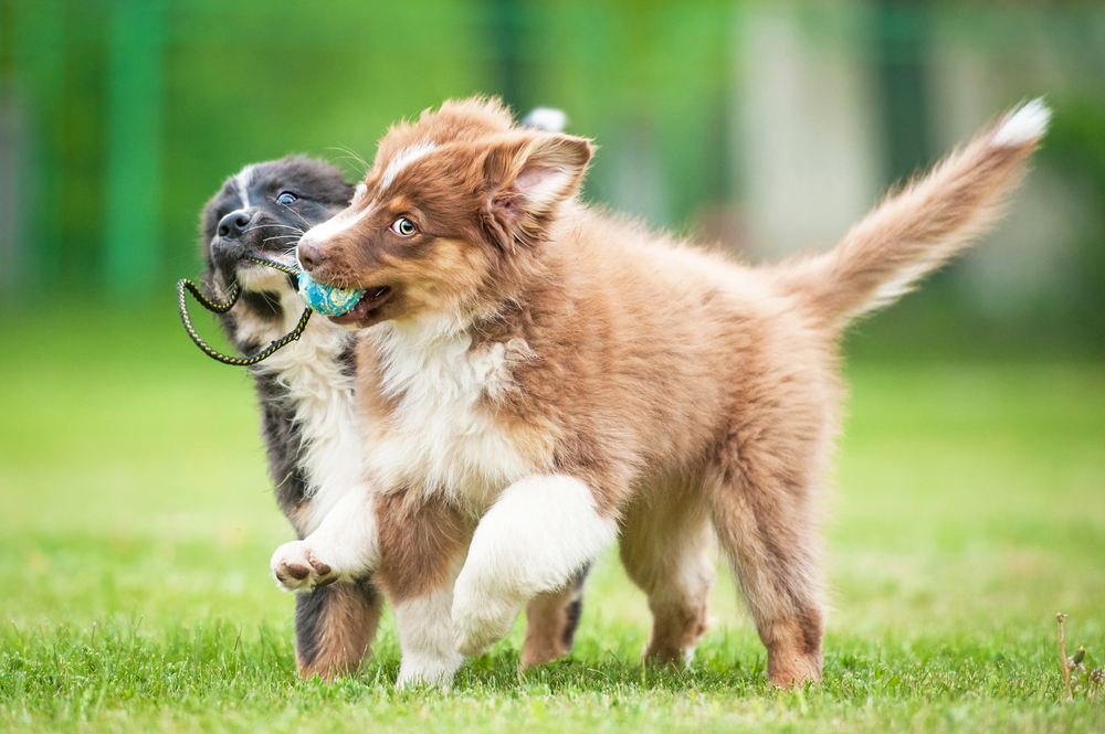 Puppies playing on a playdate at a park