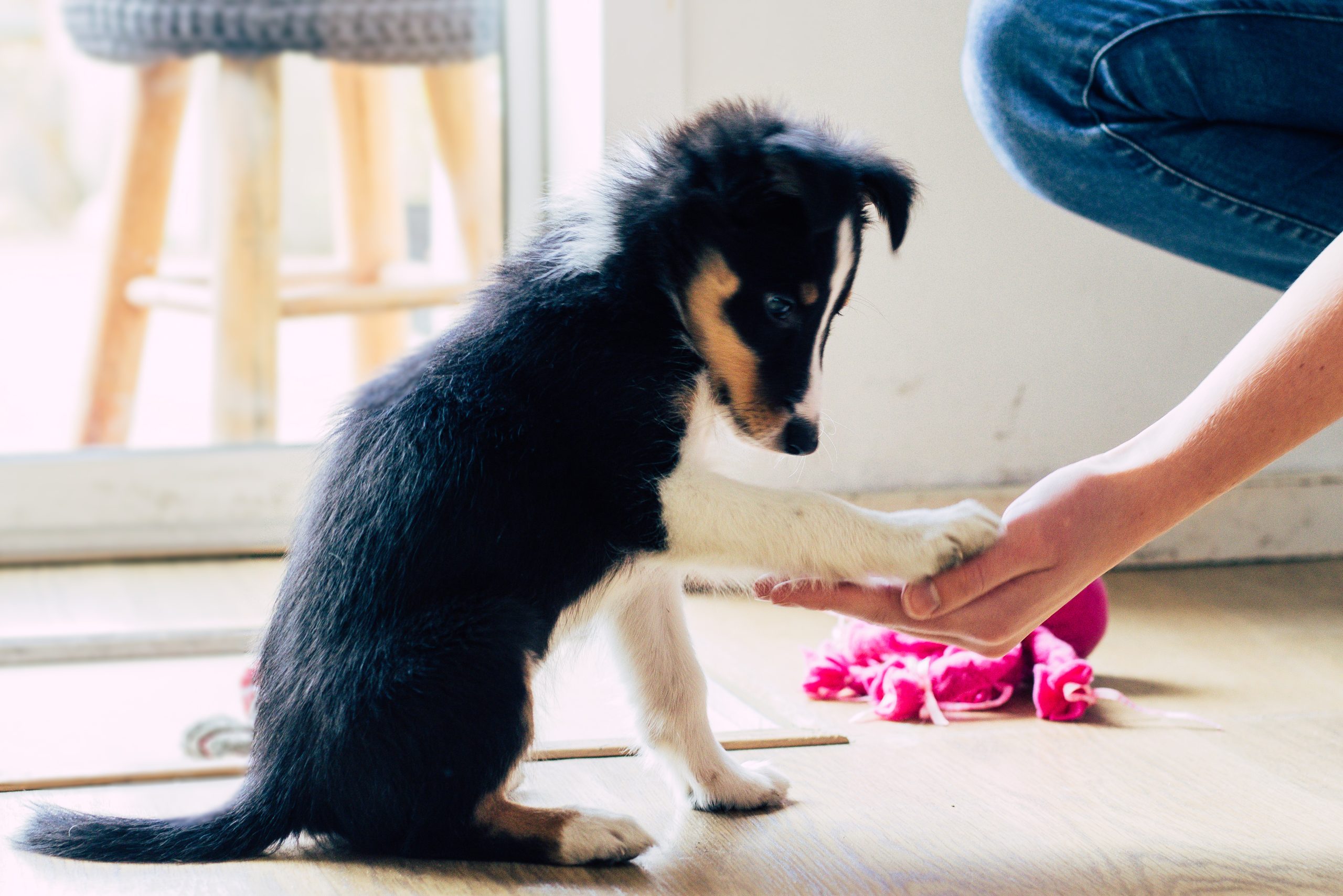 Puppy grabbing a hand to get a treat