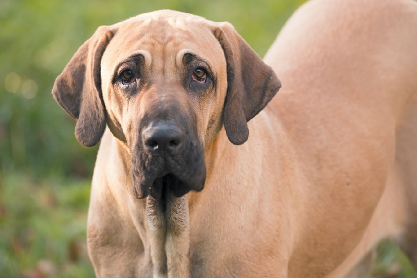 The Fila Brasileiro.