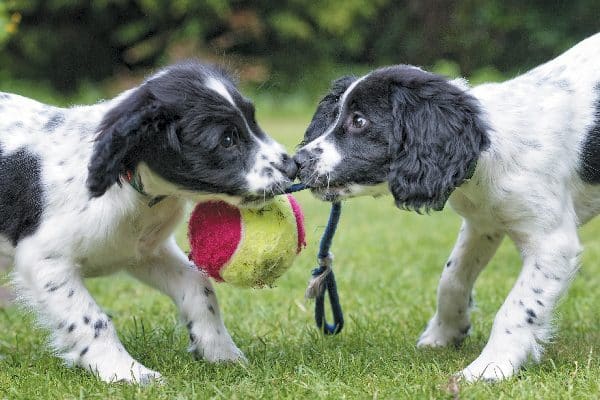 Two puppies fighting over a toy or playing tug of war.