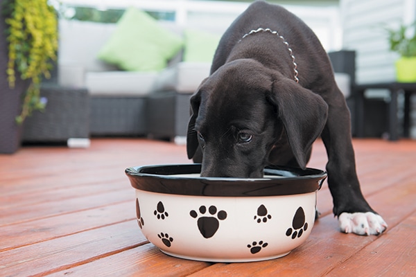 Your fast-growing pup is counting on you to dish up healthy eating habits and we know how to feed a puppy. Photography ©ChristopherBernard | Getty Images.
