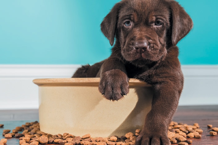 A nutritional diet is important based on your puppy's needs. Photography ©cmannphoto | Getty Images.