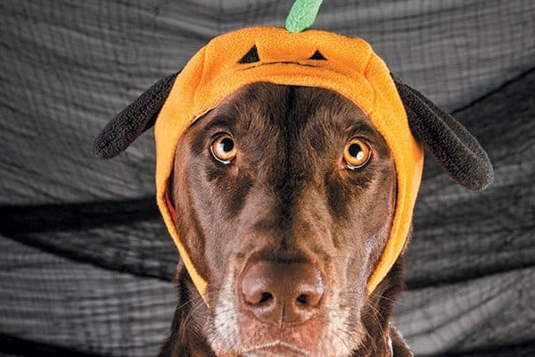 Put the treat back in trick-or-treat by creating a creepy canine holiday. Photography ©Phidophotography.com.