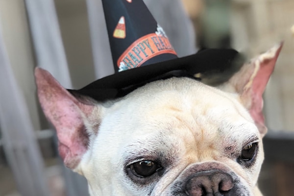 The perfect DIY hat to make for your dog this Halloween.