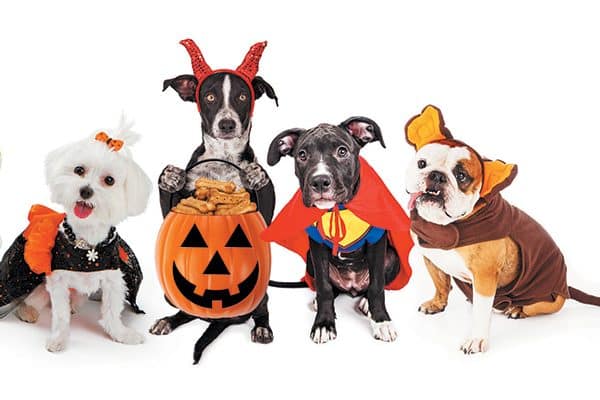Here's how to make the most of dog Halloween costumes and the holiday itself. Photography ©adogslifephoto | Getty Images.
