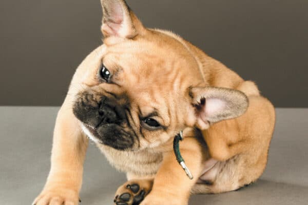 Inform yourself about puppy diseases and conditions in order to keep your puppy safe. Photography ©goldyrocks | Getty Images.