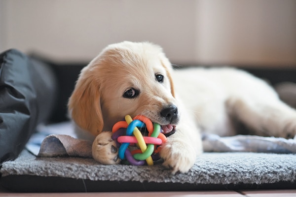 https://www.dogster.com/wp-content/uploads/2018/10/golden-eating-toy.jpg