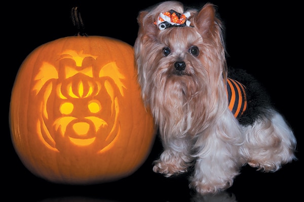 Find a breed-specific stencil for your pumpkin. Photography ©Missing35mm | Getty Images.