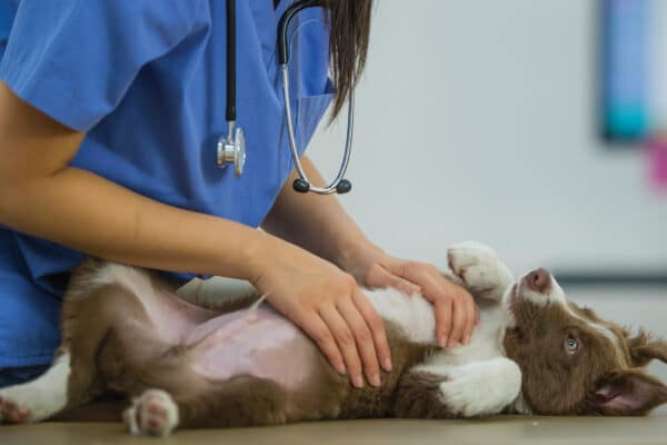 Regular vaccinations can help prevent certain puppy diseases. Photography ©FatCamera | Getty Images.