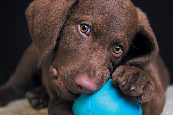 Start training from Day One before those cute puppy behaviors become bad adult-dog habits. Photography ©Mark Rogers.