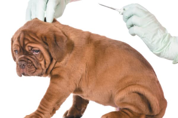 Work closely with your vet to pick the right vaccinations for your dog. Photography ©WilleeCole | Getty Images.
