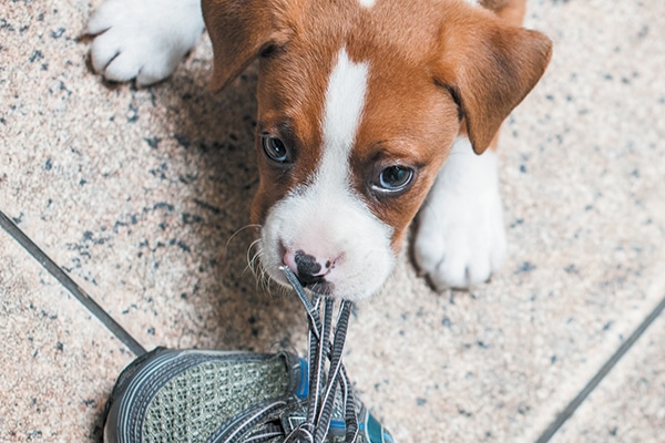 For the highs and lows of puppyhood, we’ve got tips to help you get through puppy behavior problems. Photography ©Audrey Ricks | Animal Haus Media.