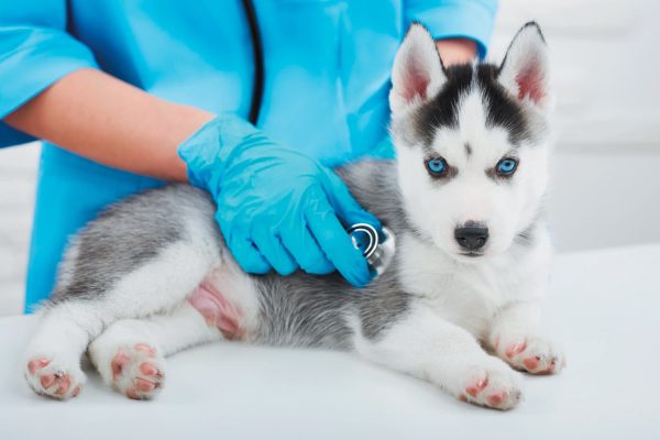 Help your pup earn an A+ for all her first-year veterinary exams. Photography ©SerhiiBobyk | Getty Images.