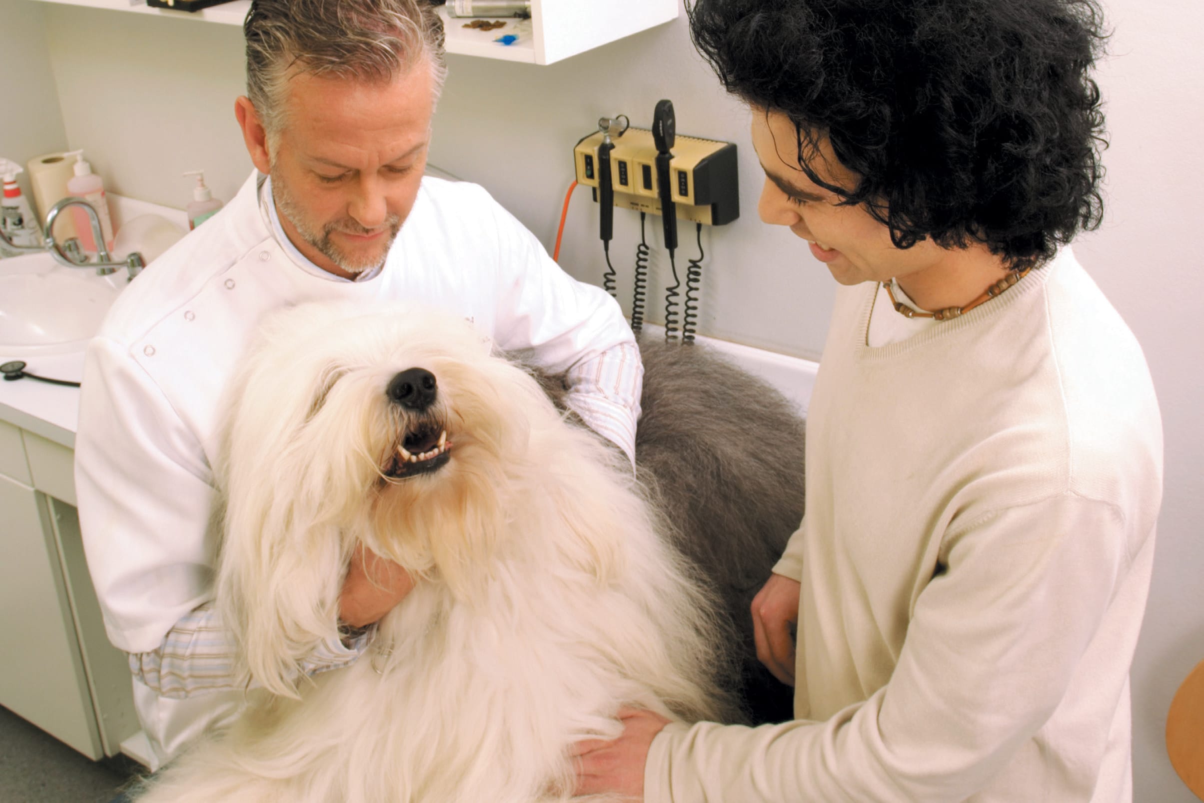 Autoimmune Disease In Dogs Four Main Causes And Treatment Plans
