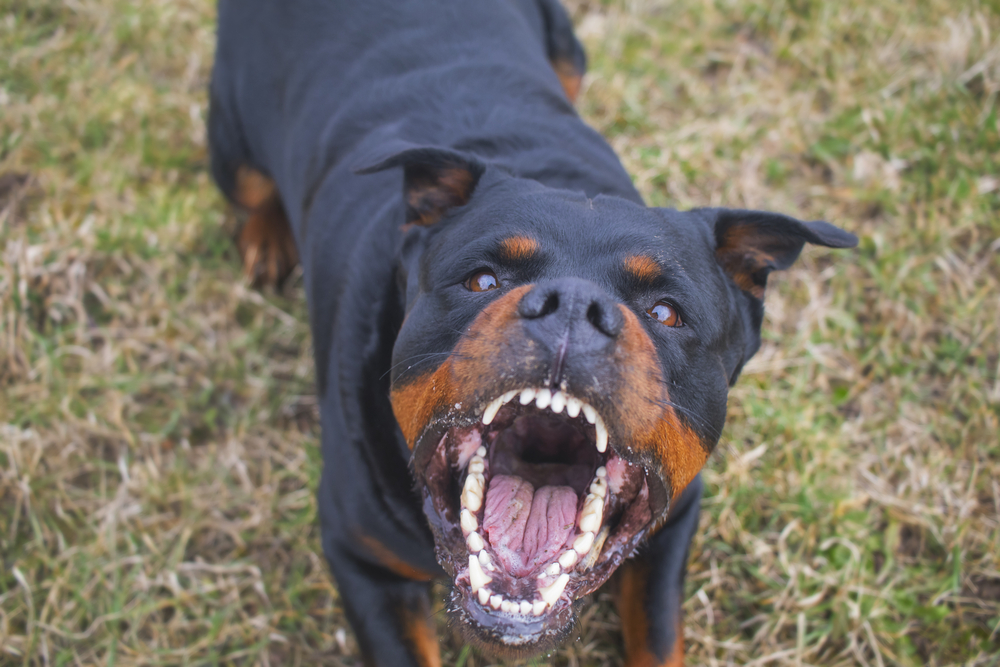 Aggressive Rottweiler barking