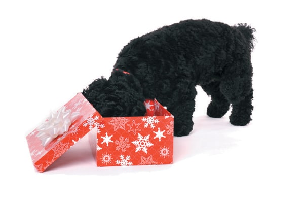 Holiday Gift Tags for Dog Lovers – Dogster