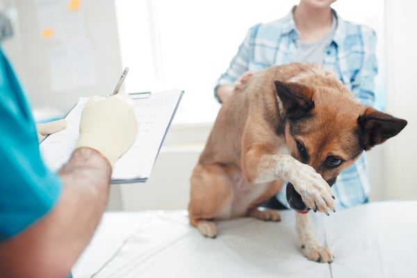 You and your vet can work together to make the vet visits more relaxing for your dog. Photography ©shironosov | Getty Images.