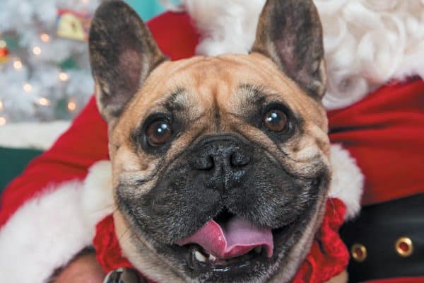 Your dog would love to meet Santa. Photography ©Mark Rogers Photography.