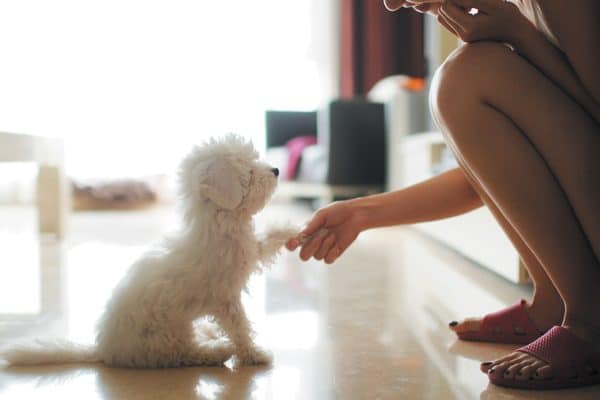 Here are some of the most important ways you can socialize your puppy. Photography ©PhotoTalk | Getty Images.