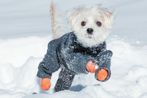 Do you have a snow puppy? Take a video of him playing in the snow. Photography ©DavidClarine Getty Images.