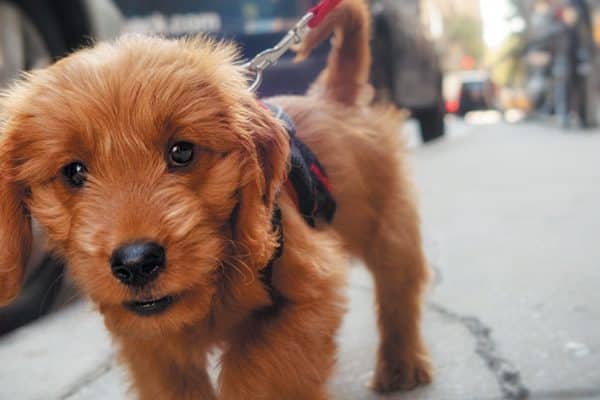 Make sure to bring your puppy somewhere that isn't too crowded or noisy. Photography ©nycshooter | Getty Images.