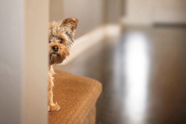yorkshire terrier puppy dog peeking from around a wall