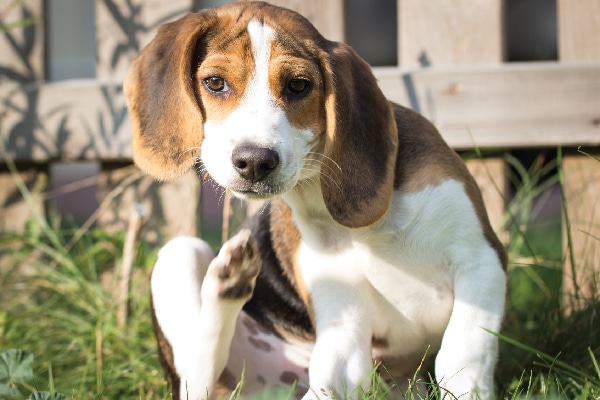 A beagle dog itching in the grass.