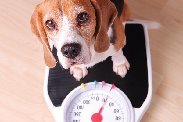 A beagle dog stepping on a scale.
