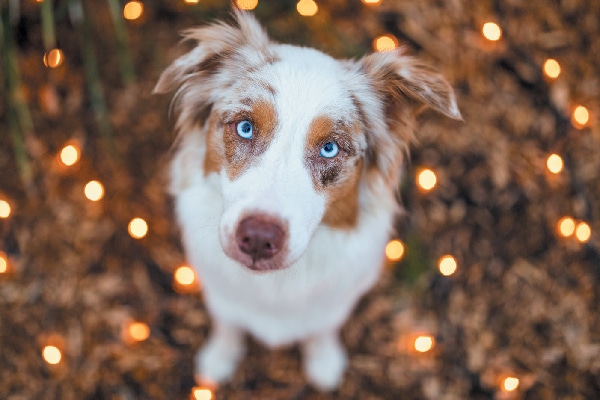 A dog looking up innocently, surrounded by lights.