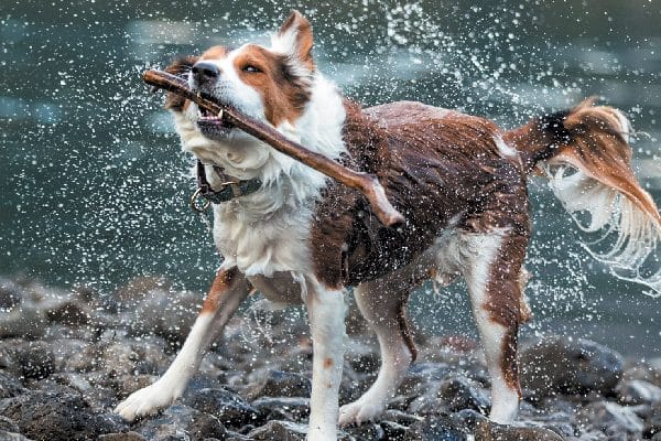A dog shaking off water.