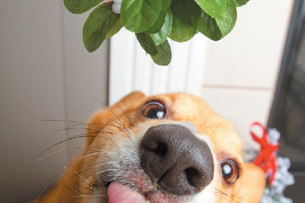 A dog under holiday mistletoe.