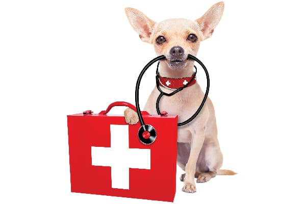  A canine with a stethoscope and very first help package.