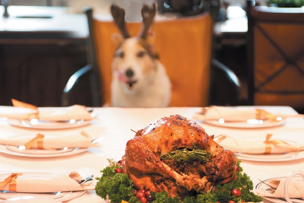 A hungry dog eyeing a holiday table.