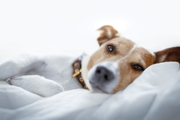 Dog in bed looking sick.