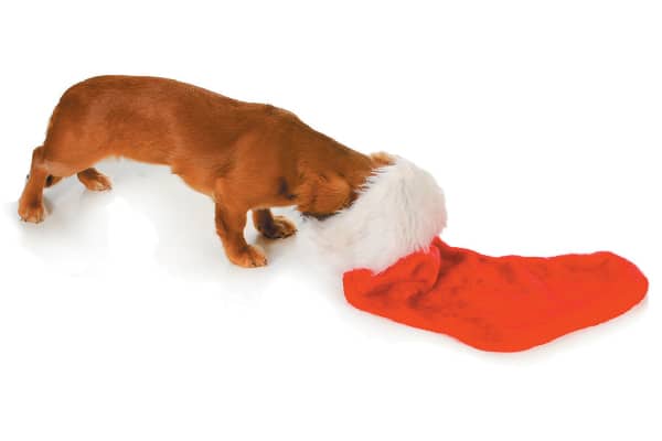Dog looking in holiday stocking.