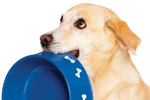 A dog begging with an empty bowl.