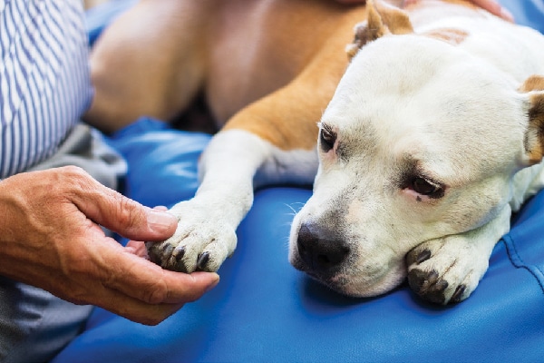  Holding hands with a hurt or ill pet dog.