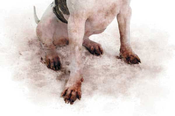 Put natural dog wax products on your pup's paws before you head outside. Photography ©adogslifephoto | Getty Images.