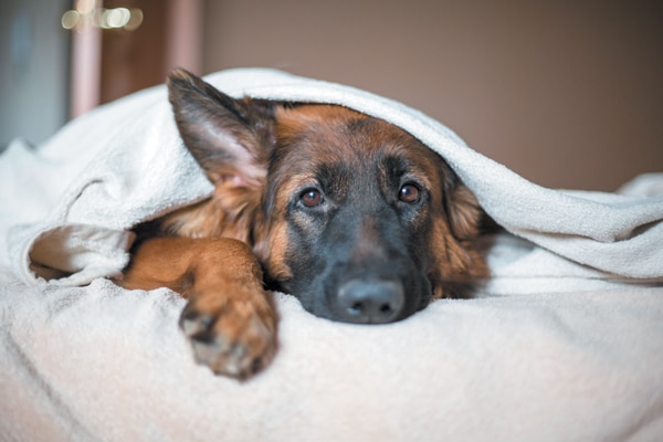 Lock up your medications to make sure your dog doesn't get his mouth on them. Photography ©Kosheleva_Kristina | Getty Images.