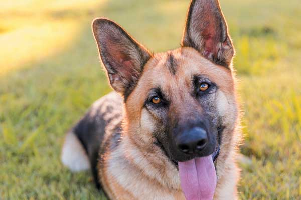 dog breed gsd