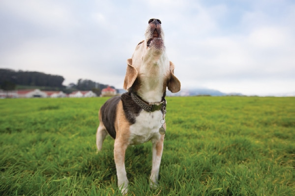 A beagle howling. 