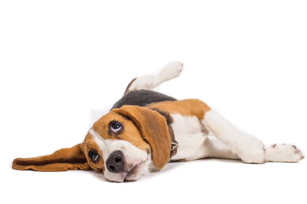 A beagle looking up.