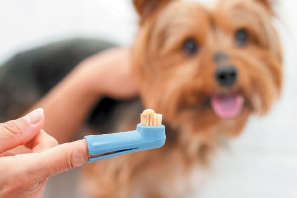 A dog about to get his teeth brushed.