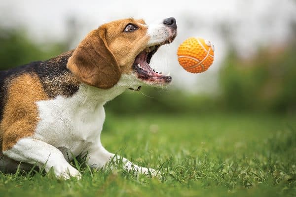 A dog catching a toy ball in his mouth.