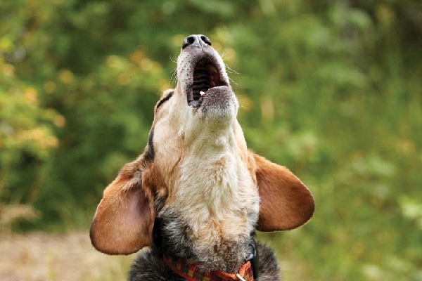 A dog howling or barking.