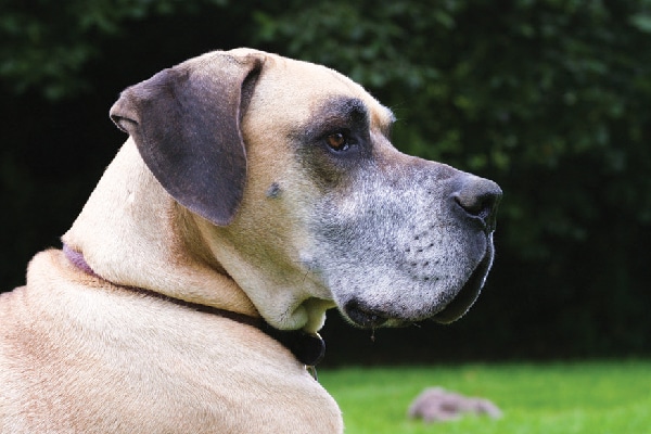 A large old senior dog. 